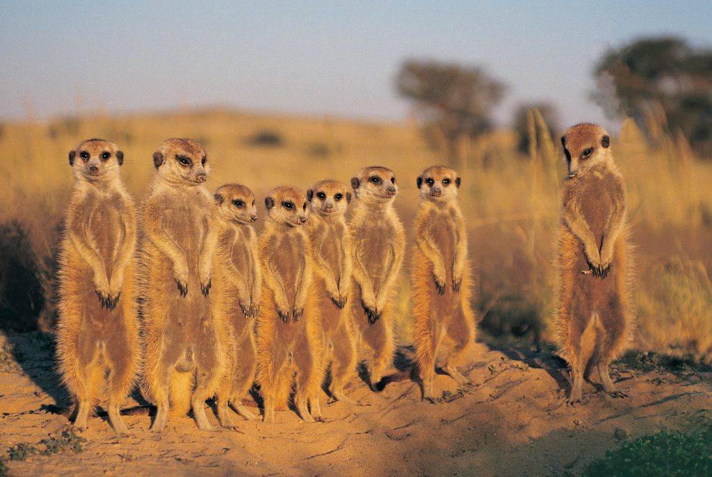 La Culture San: Voyage au Sein du Peuple du Kalahari